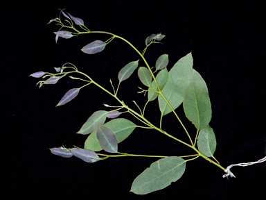 APII jpeg image of Eucalyptus strzeleckii  © contact APII