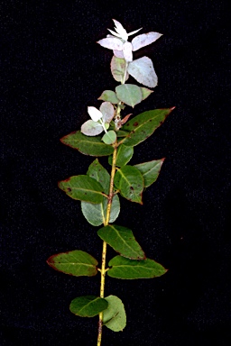 APII jpeg image of Eucalyptus crenulata  © contact APII