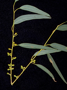 APII jpeg image of Eucalyptus alligatrix subsp. limaensis  © contact APII