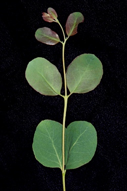 APII jpeg image of Eucalyptus camphora subsp. humeana  © contact APII