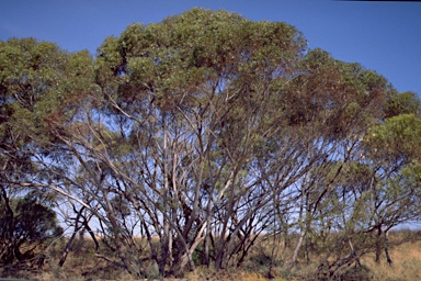 APII jpeg image of Eucalyptus oleosa  © contact APII