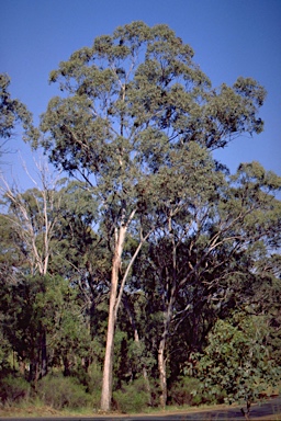 APII jpeg image of Eucalyptus albens  © contact APII