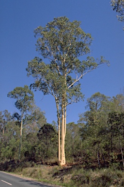 APII jpeg image of Corymbia henryi  © contact APII