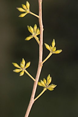 APII jpeg image of Eucalyptus caliginosa  © contact APII