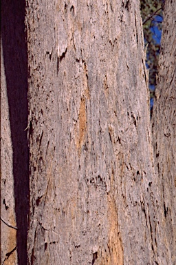 APII jpeg image of Eucalyptus andrewsii subsp. andrewsii  © contact APII