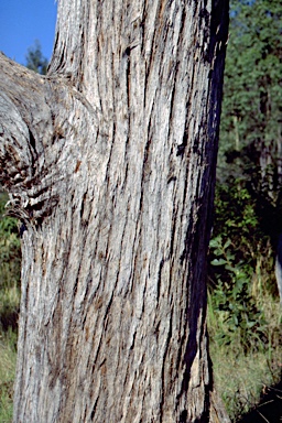 APII jpeg image of Eucalyptus psammitica  © contact APII