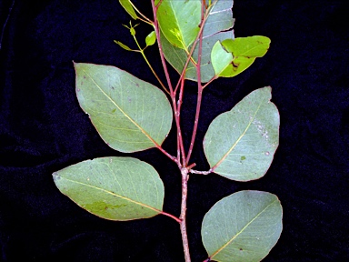 APII jpeg image of Eucalyptus amplifolia subsp. sessiliflora  © contact APII