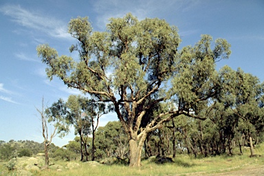 APII jpeg image of Eucalyptus bridgesiana  © contact APII