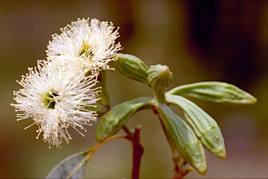 APII jpeg image of Eucalyptus planchoniana  © contact APII