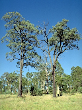 APII jpeg image of Eucalyptus fibrosa subsp. fibrosa  © contact APII