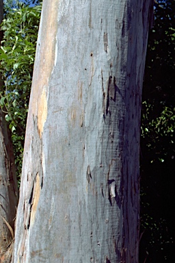 APII jpeg image of Eucalyptus dorrigoensis  © contact APII