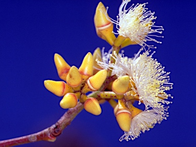 APII jpeg image of Eucalyptus amplifolia subsp. amplifolia  © contact APII