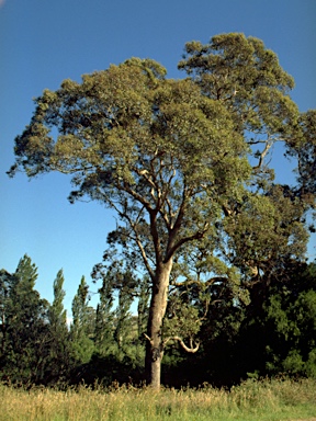 APII jpeg image of Eucalyptus baueriana  © contact APII