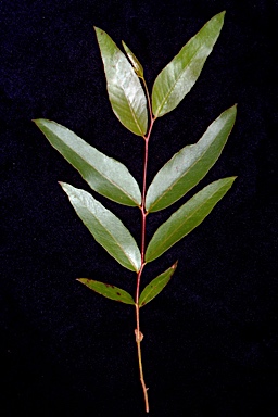 APII jpeg image of Eucalyptus muelleriana  © contact APII