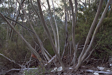 APII jpeg image of Eucalyptus saxatilis  © contact APII