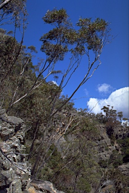 APII jpeg image of Eucalyptus smithii  © contact APII