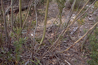 APII jpeg image of Eucalyptus kybeanensis  © contact APII