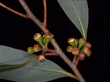 APII jpeg image of Eucalyptus willisii subsp. willisii  © contact APII