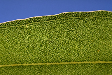 APII jpeg image of Eucalyptus crebra  © contact APII