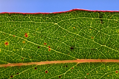 APII jpeg image of Eucalyptus denticulata  © contact APII