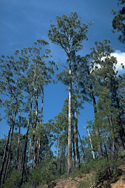 APII jpeg image of Eucalyptus agglomerata  © contact APII