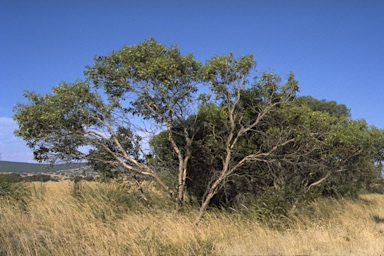 APII jpeg image of Eucalyptus incrassata  © contact APII