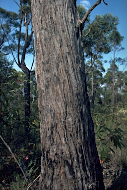 APII jpeg image of Eucalyptus globoidea  © contact APII