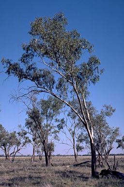 APII jpeg image of Eucalyptus ochrophloia  © contact APII