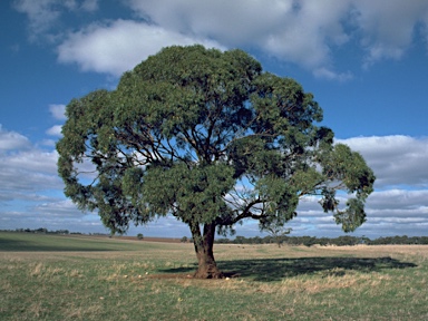 APII jpeg image of Eucalyptus odorata  © contact APII