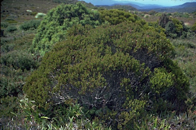 APII jpeg image of Eucalyptus vernicosa  © contact APII