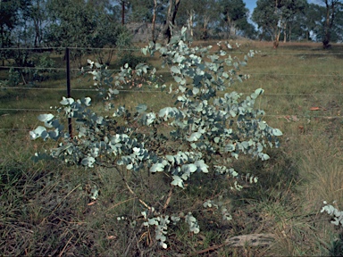 APII jpeg image of Eucalyptus mannifera subsp. praecox  © contact APII