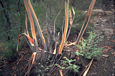 APII jpeg image of Eucalyptus saxatilis  © contact APII