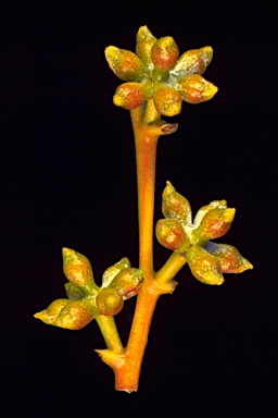 APII jpeg image of Eucalyptus sturgissiana  © contact APII