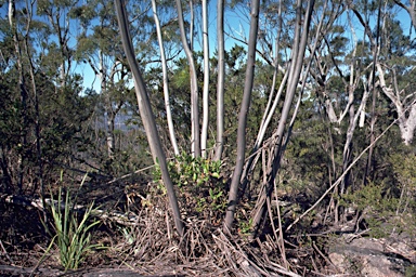 APII jpeg image of Eucalyptus codonocarpa  © contact APII