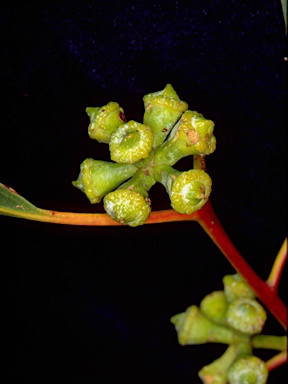 APII jpeg image of Eucalyptus globulus subsp. maidenii  © contact APII