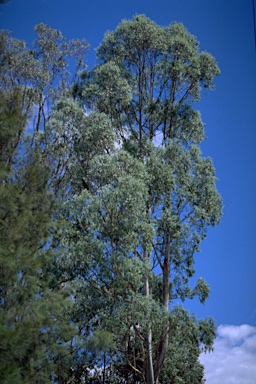 APII jpeg image of Eucalyptus benthamii  © contact APII