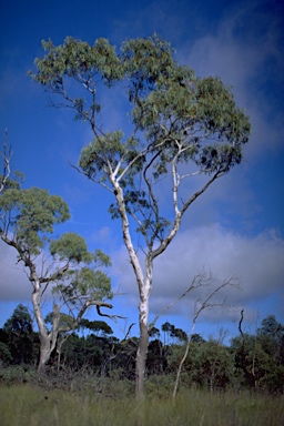 APII jpeg image of Eucalyptus mannifera subsp. gullickii  © contact APII