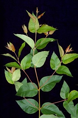 APII jpeg image of Eucalyptus caliginosa  © contact APII