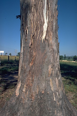 APII jpeg image of Eucalyptus glaucina  © contact APII