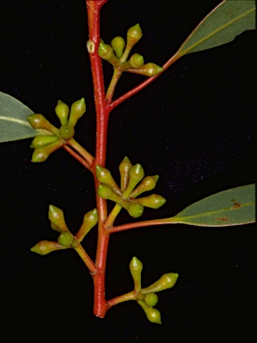 APII jpeg image of Eucalyptus mannifera subsp. gullickii  © contact APII