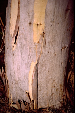 APII jpeg image of Eucalyptus polyanthemos subsp. polyanthemos  © contact APII