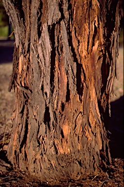 APII jpeg image of Eucalyptus polyanthemos subsp. polyanthemos  © contact APII