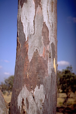 APII jpeg image of Eucalyptus blakelyi  © contact APII