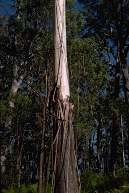 APII jpeg image of Eucalyptus fraxinoides  © contact APII