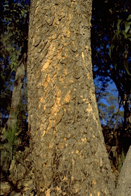 APII jpeg image of Corymbia eximia  © contact APII