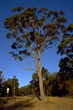 APII jpeg image of Corymbia gummifera  © contact APII