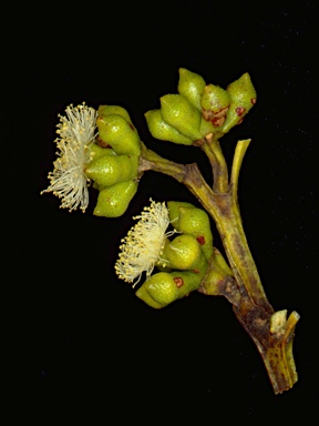 APII jpeg image of Eucalyptus langleyi  © contact APII