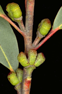 APII jpeg image of Eucalyptus triflora  © contact APII