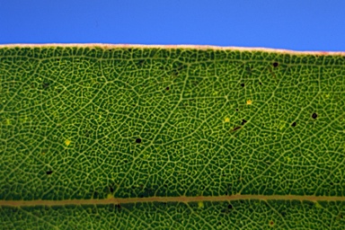 APII jpeg image of Eucalyptus rubida subsp. barbigerorum  © contact APII