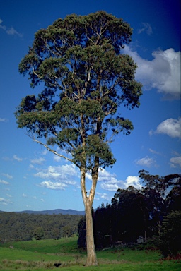 APII jpeg image of Eucalyptus globulus subsp. bicostata  © contact APII